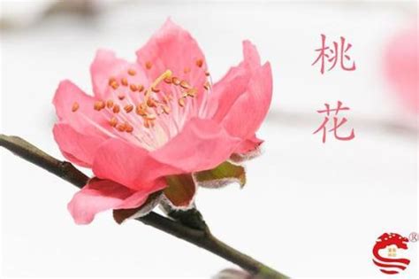 桃花旺